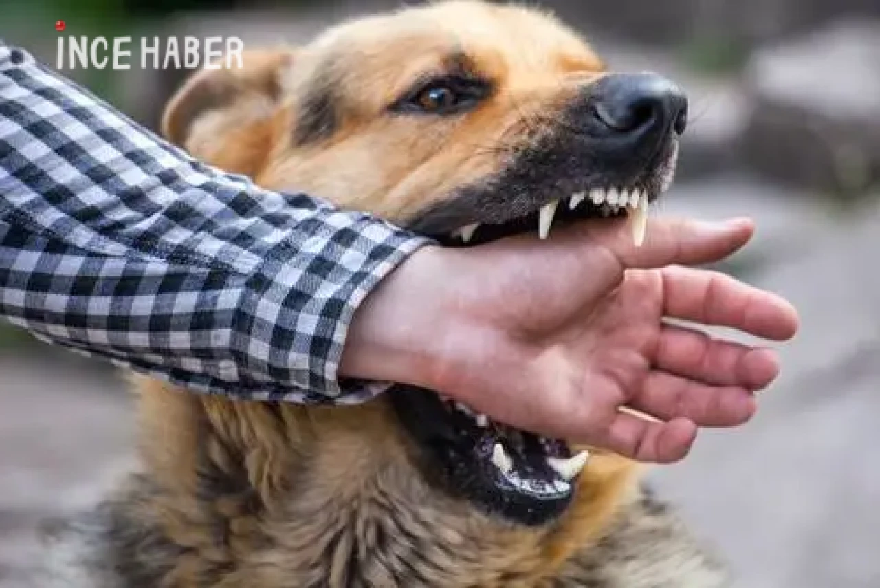 Hakkari Yüksekova’da Başıboş Köpek Saldırısı: 12 Yaşındaki Kız Ağır Yaralandı